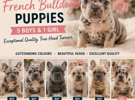STUNNING MERLE FRENCHIES | 5 BOYS & 1 GIRL | EXCEPTIONAL QUALITY