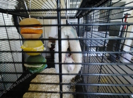 Fancy rats