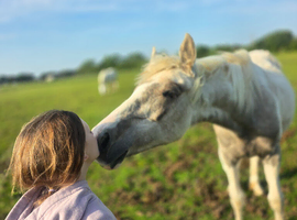 Beautiful yearling filly