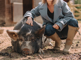 West Sussex &ndash; 2 Kune Kune sows (Delilah & Doris), 6 years old