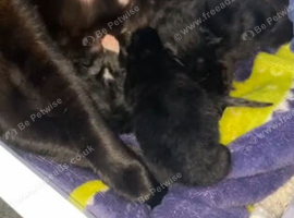 3 male kittens