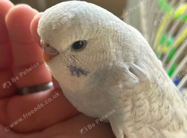 Hand tame baby Budgie