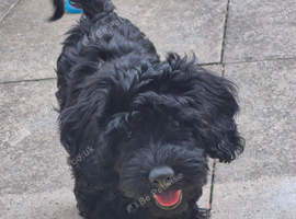Cockapoo