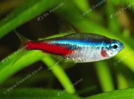 Aquarium Cleaning Services
