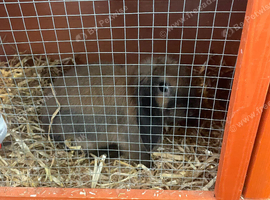 Mini lop