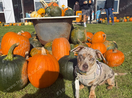 Dog for rehoming