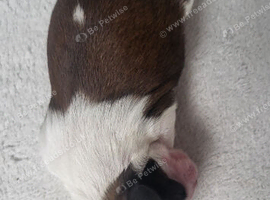 3day old puppys