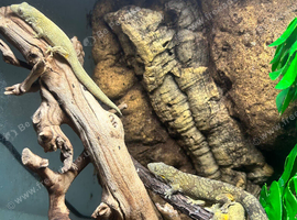 Bauers Chameleon Gecko proven trio