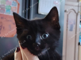 Kittens for sale