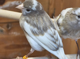Canary raza