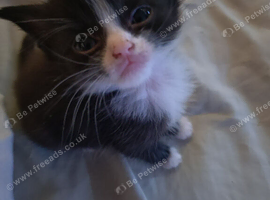 Kittens for sale