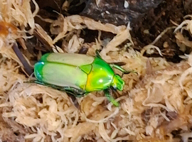 Green Emerald flower beetles