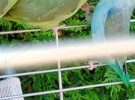 Young parrolets