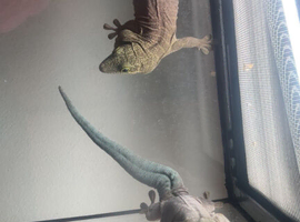 2 standing day geckos