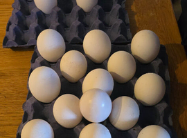 Fertile Eggs Available