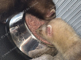 LAST 2 FERRET JILLS HALF ANGORA