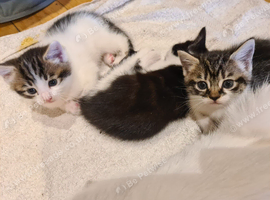 Kittens - 3 available