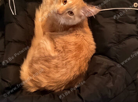 Have to sell my furbaby