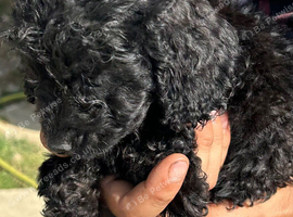 2 Beautiful Very Curly Black Cockapoos