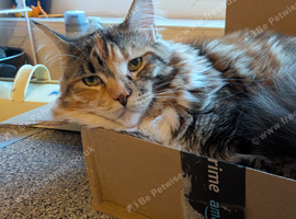 Maine Coon Beautiful Tiger Girl