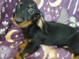 Miniature dachshund puppy's for sale