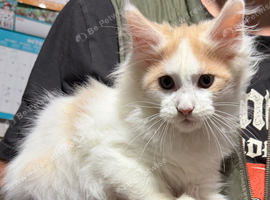 Last Maine Coon Boy Kittens. Ready Now
