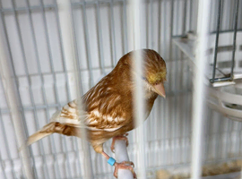 Canaries