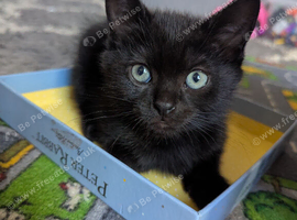 Beautiful 8-Week-Old Kittens Ready for Their Forever Homes
