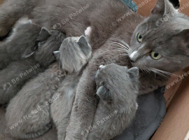 Beautiful grey kittens