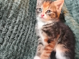 Mixed breed tabby kittens