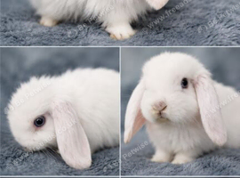 French lop baby boy ready now