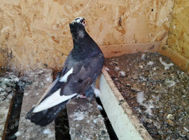 A few young looking for a new home