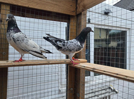 high flyer breeder pair