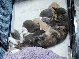 Stunning mainecoon babys