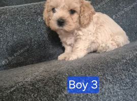 Cavachon puppies