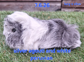 Hairy guinea pig boys