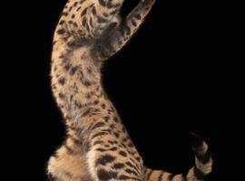 Rare Kiwanga Pedigree F2 & F3 Savannah Kittens