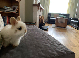 Baby rabbits &pound;30