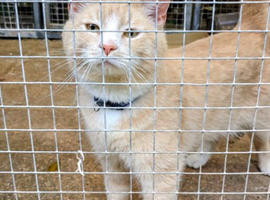 Male cream for rehome