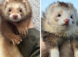 Pairings of Angora Ferrets