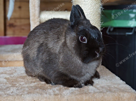 Netherland Dwarf Boy
