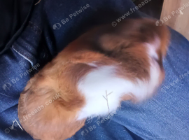 Beautiful female guinea pig