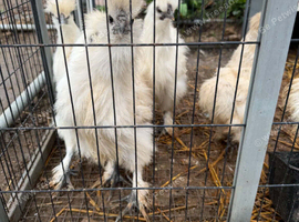 Silkies for sale