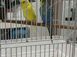 Pair budgies with cage