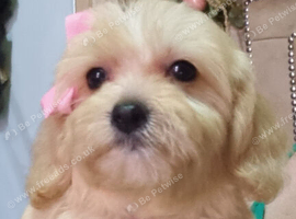 Cavapoochon