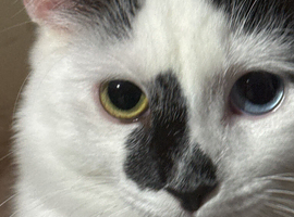 Boy kitten with heterochromia has been neutered rare eyes
