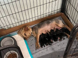 Yorkshire Terriers Puppies