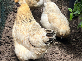 Goldtop hens for sale . 18-24 months old