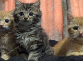 maine coon x British short hair
