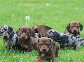Miniature dachshund puppies
